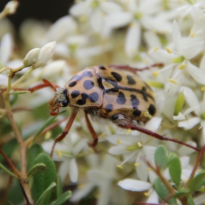 Neorrhina punctatum (Spotted flower chafer) at Mongarlowe, NSW - 31 Jan 2021 by LisaH