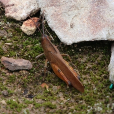 Goniaea carinata (Black kneed gumleaf grasshopper) at Mongarlowe River - 31 Jan 2021 by LisaH