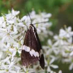 Nyctemera amicus (Senecio Moth, Magpie Moth, Cineraria Moth) at Mongarlowe, NSW - 31 Jan 2021 by LisaH