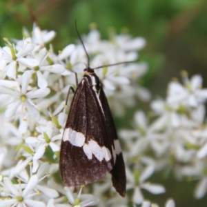 Nyctemera amicus at Mongarlowe, NSW - 31 Jan 2021