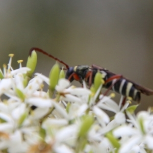 Hesthesis sp. (genus) at Mongarlowe, NSW - suppressed