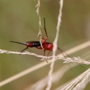 Lissopimpla excelsa at Mongarlowe, NSW - suppressed