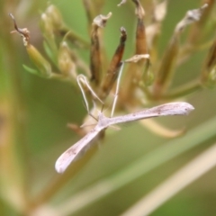 Platyptilia celidotus (Plume Moth) at Mongarlowe, NSW - 31 Jan 2021 by LisaH