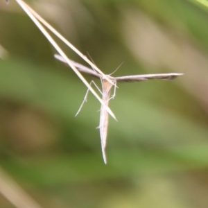 Platyptilia celidotus at Mongarlowe, NSW - 31 Jan 2021