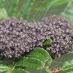 Unidentified Spider (Araneae) at Mongarlowe, NSW - 31 Jan 2021 by LisaH