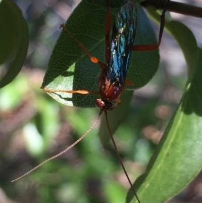 Lissopimpla excelsa (Orchid dupe wasp, Dusky-winged Ichneumonid) at Aranda, ACT - 31 Jan 2021 by Jubeyjubes