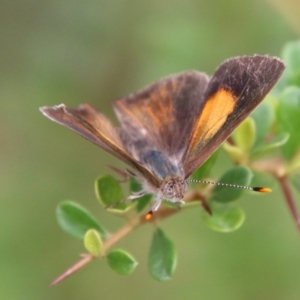 Paralucia pyrodiscus at Mongarlowe, NSW - 31 Jan 2021