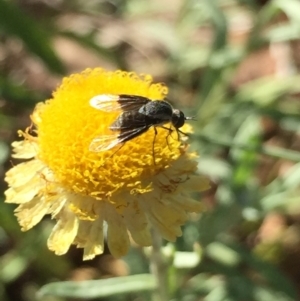 Geron nigralis at Aranda, ACT - 31 Jan 2021