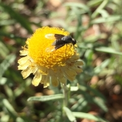 Geron nigralis at Aranda, ACT - 31 Jan 2021