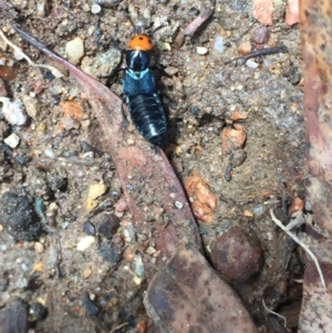 Creophilus erythrocephalus at Aranda, ACT - 30 Jan 2021 12:51 PM