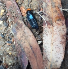 Creophilus erythrocephalus at Aranda, ACT - 30 Jan 2021 12:51 PM