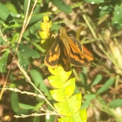 Ocybadistes walkeri (Green Grass-dart) at Aranda, ACT - 20 Jan 2021 by Jubeyjubes