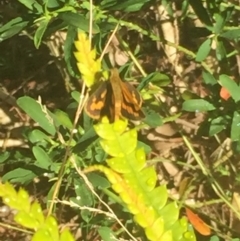 Ocybadistes walkeri at Aranda, ACT - 20 Jan 2021