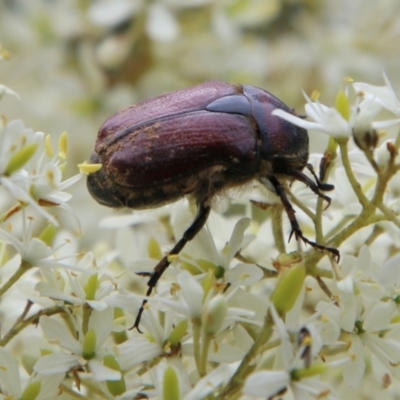 Bisallardiana gymnopleura (Brown flower chafer) at Mongarlowe River - 31 Jan 2021 by LisaH