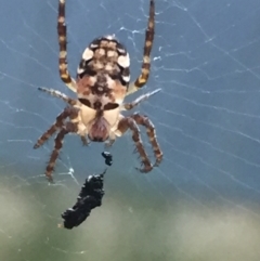 Plebs eburnus (Eastern bush orb-weaver) at Aranda, ACT - 24 Jan 2021 by Jubeyjubes