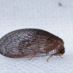 Psychobiella sp. (genus) (Brown Lacewing) at Melba, ACT - 22 Jan 2021 by kasiaaus