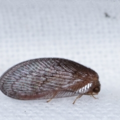 Psychobiella sp. (genus) at Melba, ACT - 23 Jan 2021