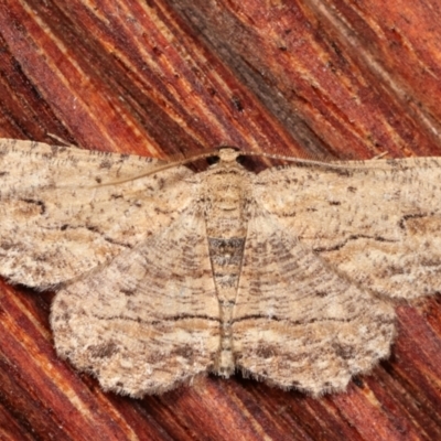 Ectropis excursaria (Common Bark Moth) at Melba, ACT - 23 Jan 2021 by kasiaaus