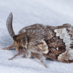 Pernattia pusilla (She-Oak Moth) at Melba, ACT - 23 Jan 2021 by kasiaaus