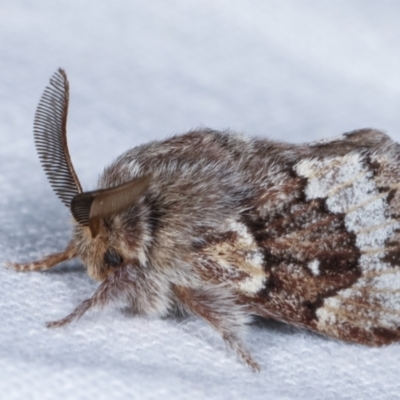 Pernattia pusilla (She-Oak Moth) at Melba, ACT - 23 Jan 2021 by kasiaaus