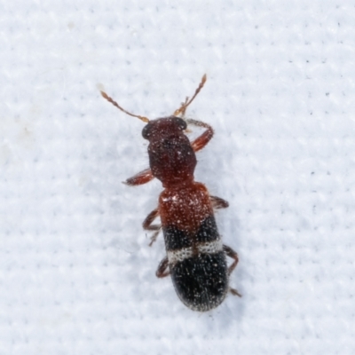 Tarsostenodes hilaris (Checkered beetle) at Melba, ACT - 23 Jan 2021 by kasiaaus