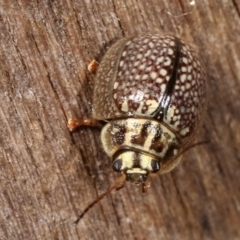 Paropsisterna decolorata (A Eucalyptus leaf beetle) at Melba, ACT - 23 Jan 2021 by kasiaaus