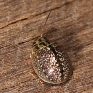 Paropsisterna decolorata at Melba, ACT - 23 Jan 2021