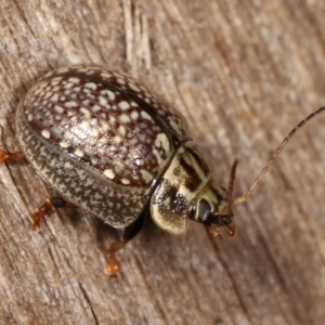 Paropsisterna decolorata at Melba, ACT - 23 Jan 2021