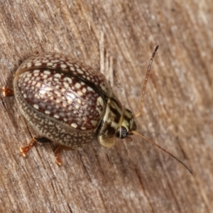 Paropsisterna decolorata at Melba, ACT - 23 Jan 2021 10:45 PM