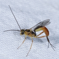 Ichneumonidae (family) at Melba, ACT - 23 Jan 2021 10:47 PM