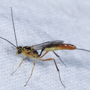 Ichneumonidae (family) at Melba, ACT - 23 Jan 2021 10:47 PM