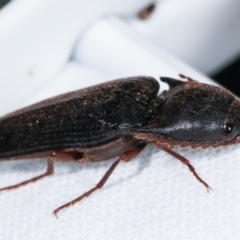 Elateridae sp. (family) at Melba, ACT - 23 Jan 2021 10:48 PM