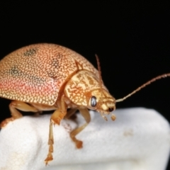 Paropsis atomaria at Melba, ACT - 23 Jan 2021