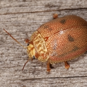 Paropsis atomaria at Melba, ACT - 23 Jan 2021