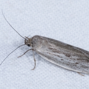 Oecophoridae provisional group 2 at Melba, ACT - 23 Jan 2021 10:51 PM