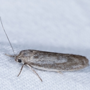 Oecophoridae provisional group 2 at Melba, ACT - 23 Jan 2021 10:51 PM