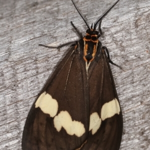 Nyctemera amicus at Melba, ACT - 23 Jan 2021 10:53 PM