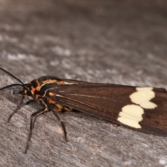 Nyctemera amicus at Melba, ACT - 23 Jan 2021 10:53 PM