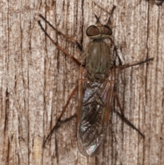 Anabarhynchus sp. (genus) at Melba, ACT - 23 Jan 2021