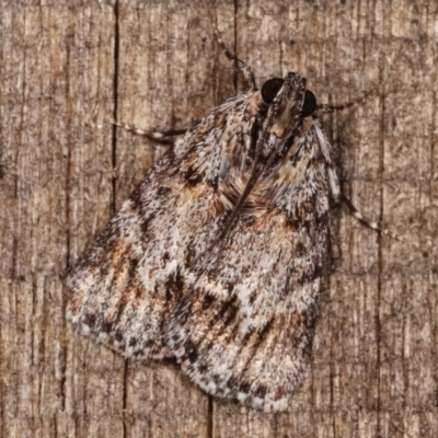Spectrotrota fimbrialis (A Pyralid moth) at Melba, ACT - 23 Jan 2021 by kasiaaus