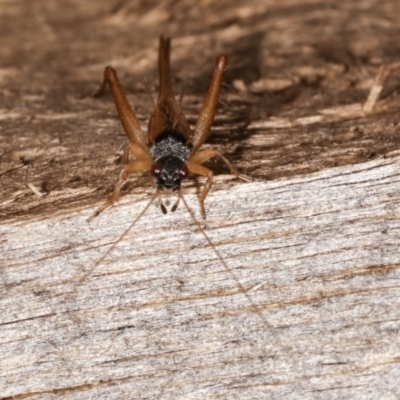 Trigonidium vittaticollis (A sword-tail cricket) at Melba, ACT - 23 Jan 2021 by kasiaaus