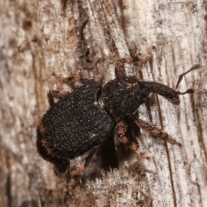 Curculionidae (family) at Melba, ACT - 23 Jan 2021