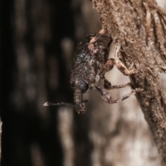 Curculionidae (family) at Melba, ACT - 23 Jan 2021