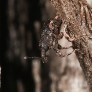 Curculionidae (family) at Melba, ACT - 23 Jan 2021