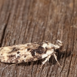 Barea (genus) at Melba, ACT - 23 Jan 2021 11:02 PM