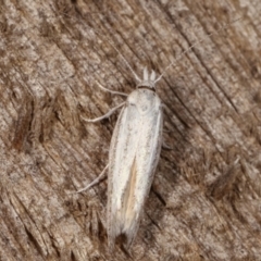 Gelechioidea (superfamily) (Unidentified Gelechioid moth) at Melba, ACT - 23 Jan 2021 by kasiaaus