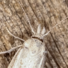 Gelechioidea (superfamily) at Melba, ACT - 23 Jan 2021 11:03 PM