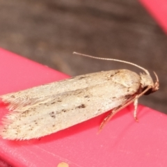 Oecophoridae (family) (Unidentified Oecophorid concealer moth) at Melba, ACT - 23 Jan 2021 by kasiaaus