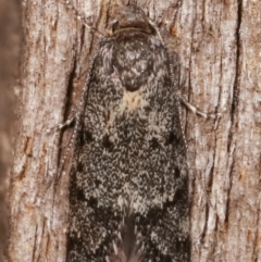 Philobota philostaura at Melba, ACT - 23 Jan 2021