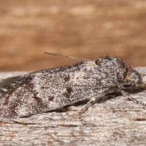 Philobota philostaura at Melba, ACT - 23 Jan 2021